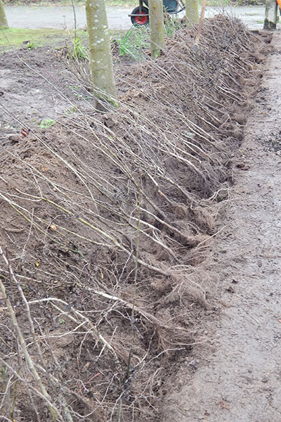 MEIDOORN KLAAR OM TE PLANTEN MEIDOORN KLAAR OM TE PLANTEN